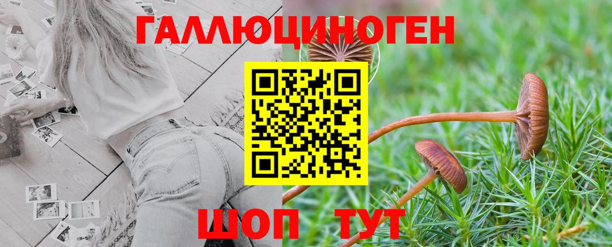 Галлюциногенные грибы Psilocybine cubensis Торжок